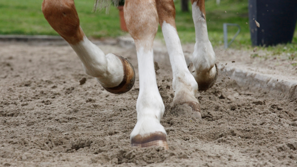 Horse Arena